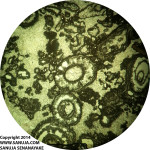 Dasycladacean Green Algae (4x) ~ 1000 um