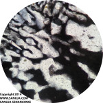Granophyric texture close-up 40x - XPL