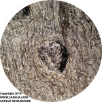 Garnet porphyroblast with Muscovite, Plage, Quartz and Biotite - 4x PPL (~5mm across)