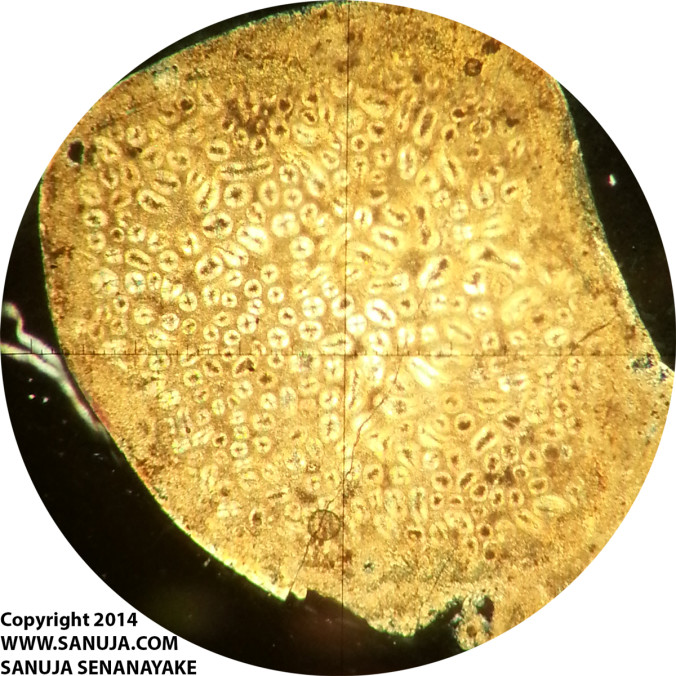 Sedimentary Petrology Media Library | Sanuja Senanayake