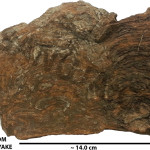 Bulbus Stromatolites